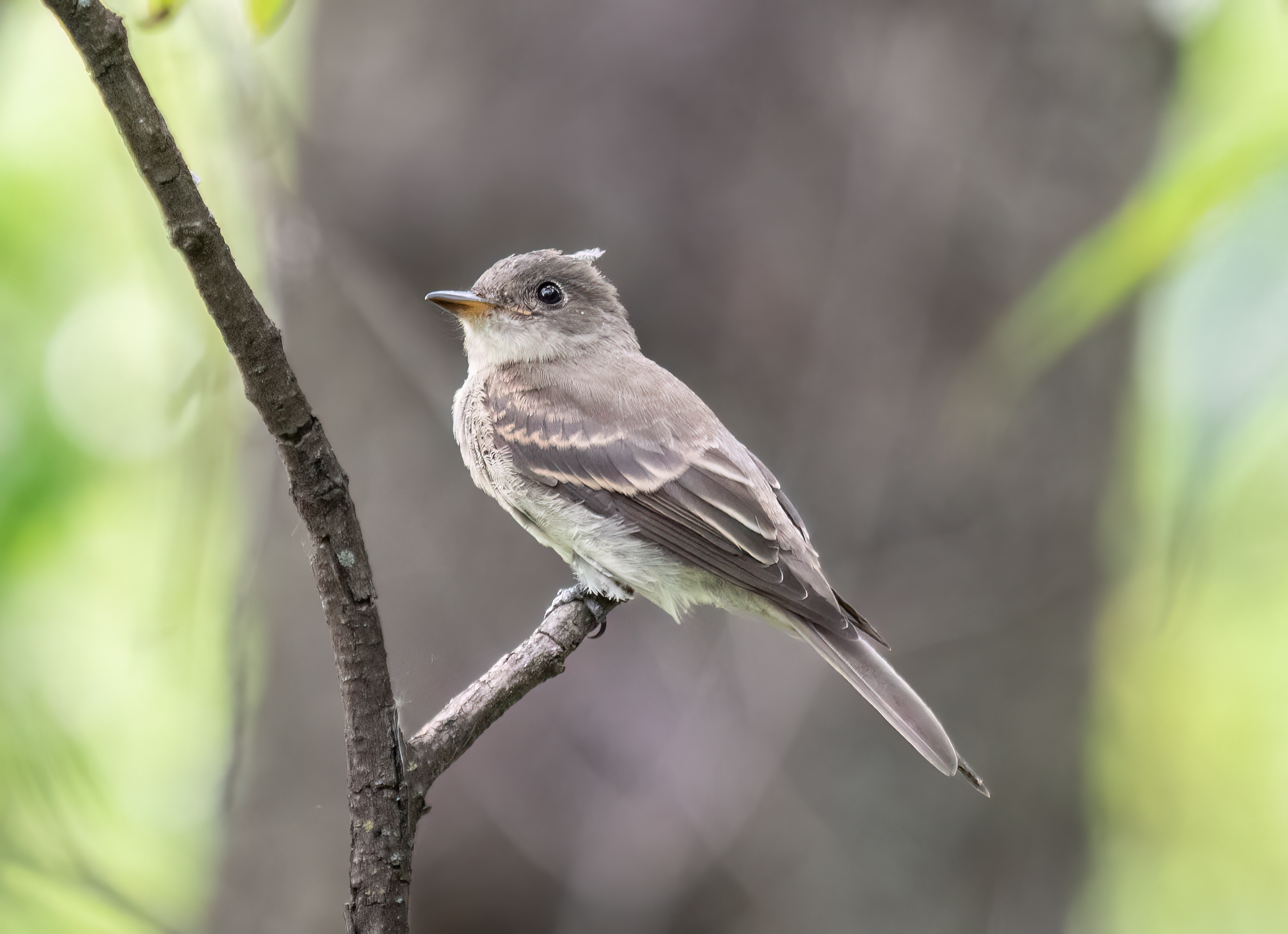 Eastern wood pewee - Wikipedia