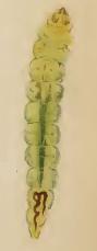 Larva Ectoedemia weaveri larva.JPG