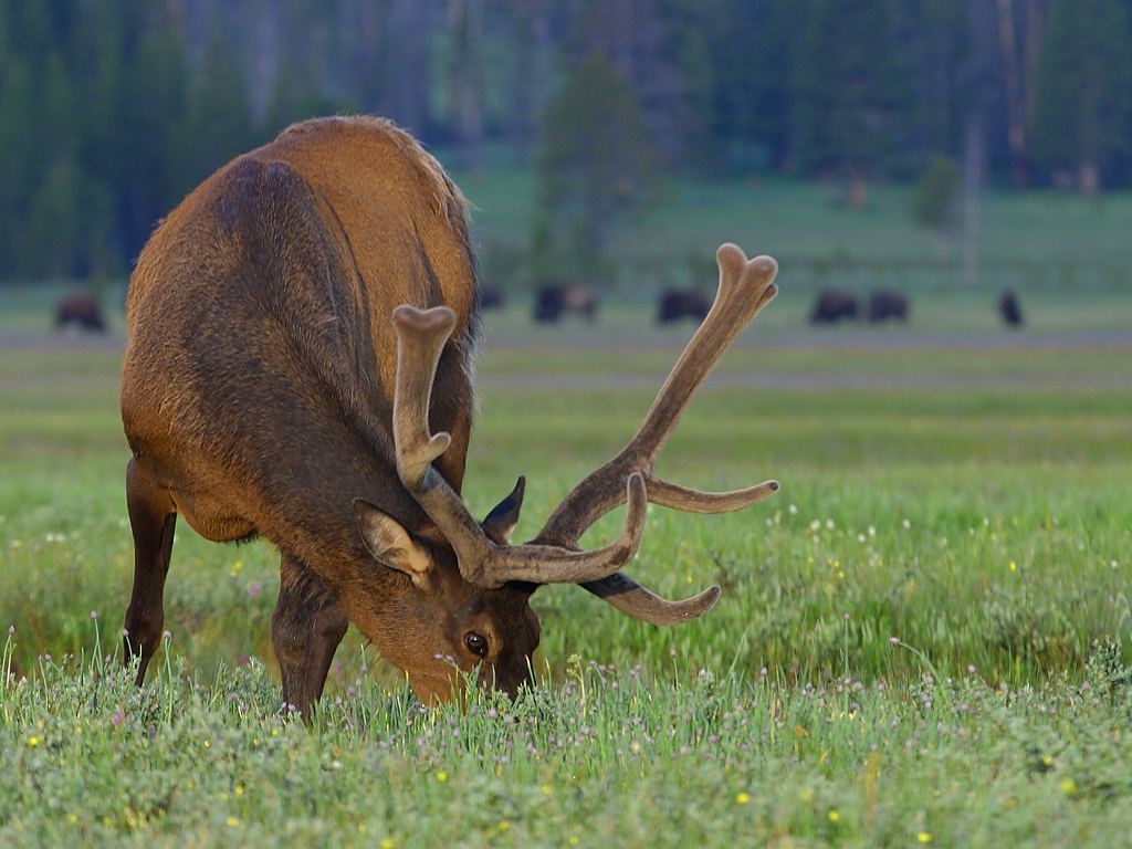 Elk Or Wapiti Ohio History Central