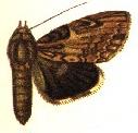 <i>Ercheia styx</i> Species of moth