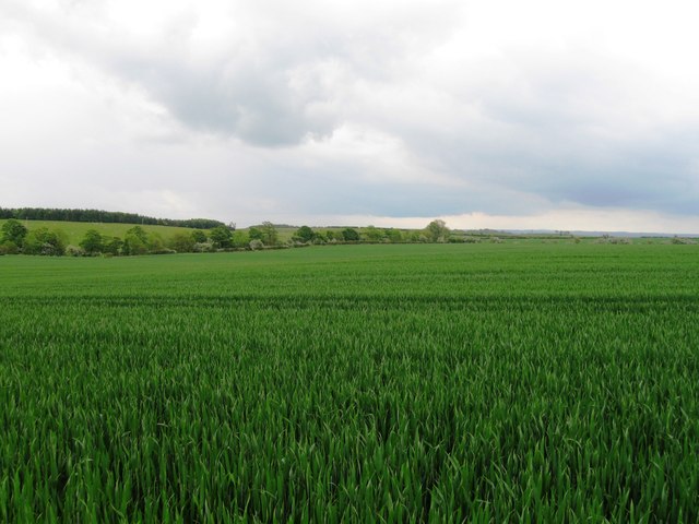 File:Field, Kearsley Fell - geograph.org.uk - 4011804.jpg