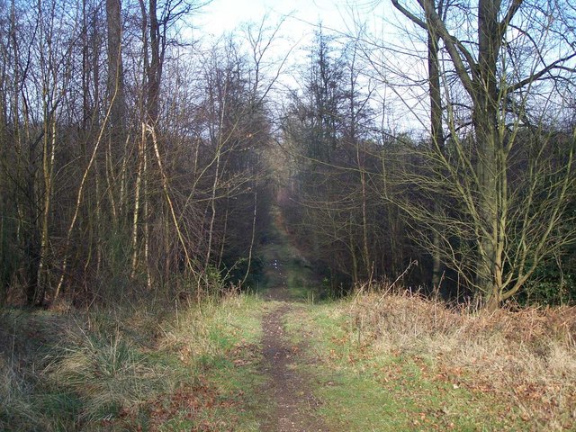 File:Footpath In Brereton Hayes Wood - geograph.org.uk - 681664.jpg