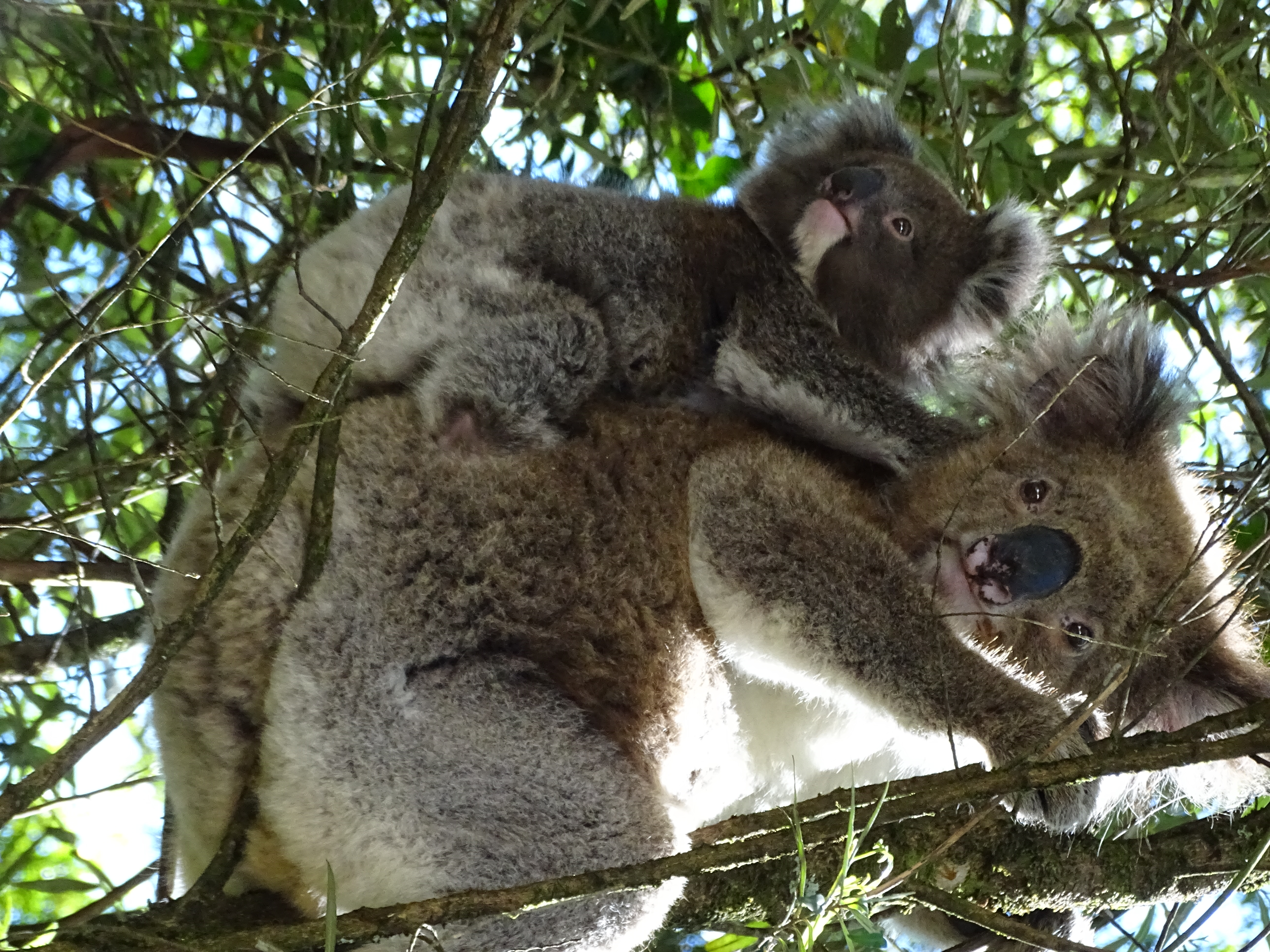 Макака коалу. Коалиха. Коала на спине у мамы. Коала обхватывает дерево. Загадка про коалу.
