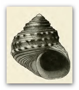 <i>Lirularia iridescens</i> Species of gastropod