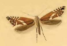 <i>Glyphipterix haworthana</i> Species of moth