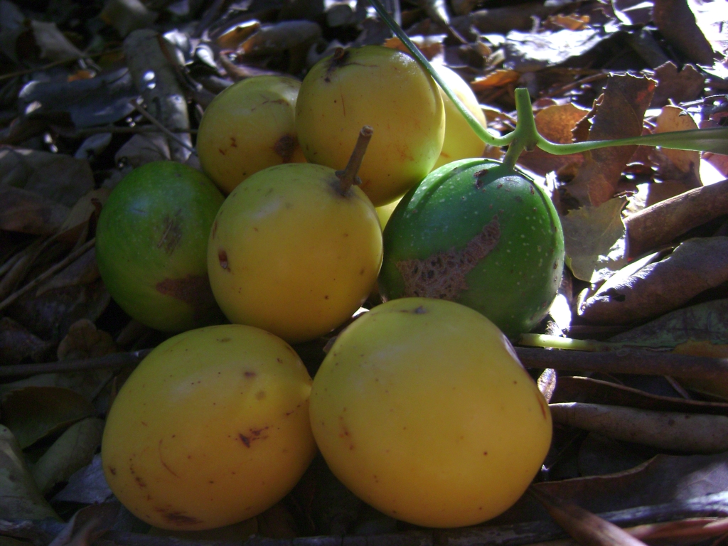 Fruit séché — Wikipédia