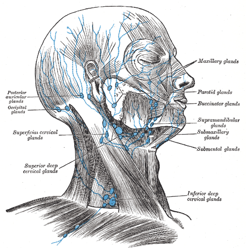 supraclavicular lymph nodes diagram