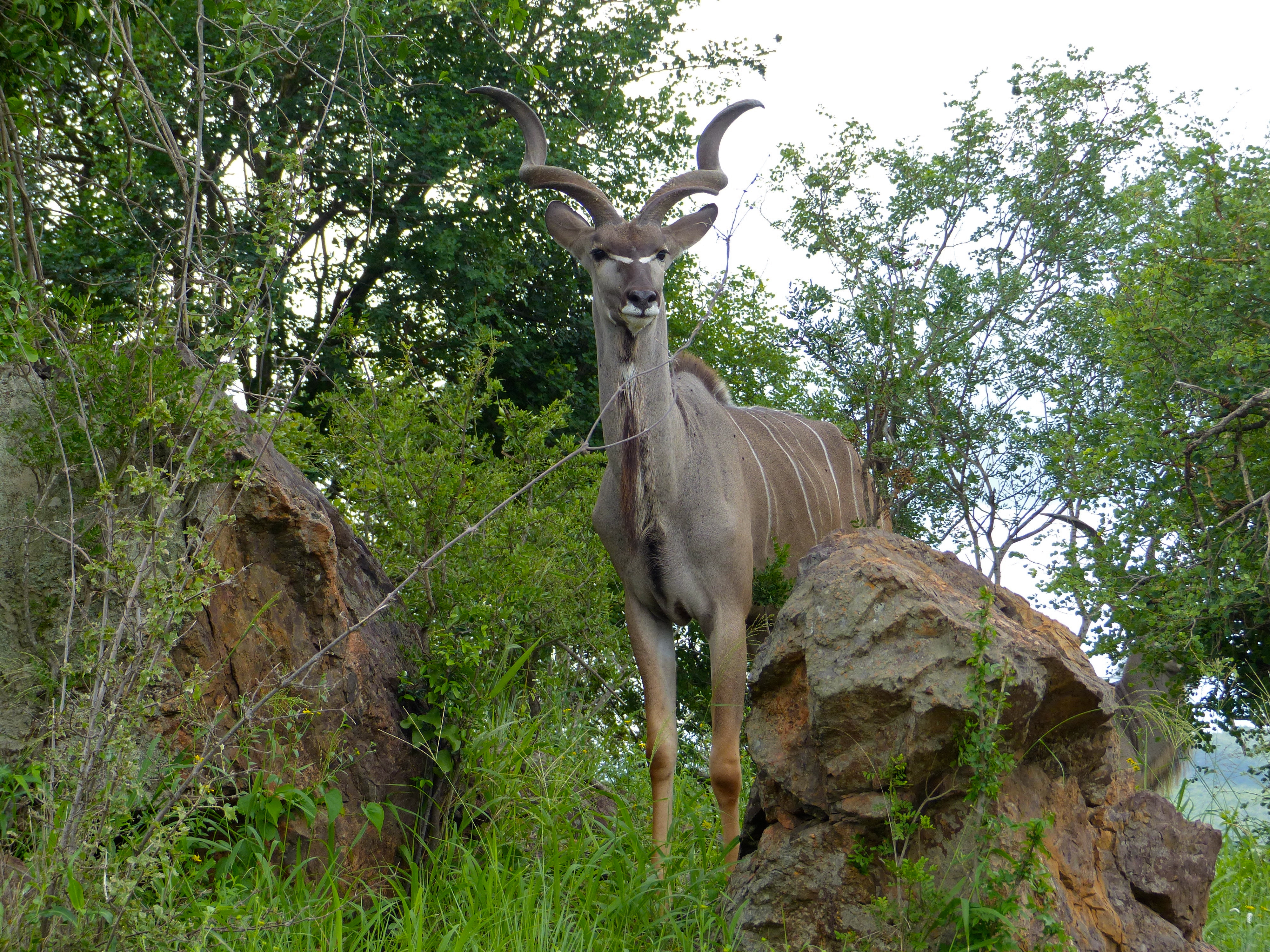 Greater Kudu (Tragelaphus strepsiceros) (13781779604).jpg