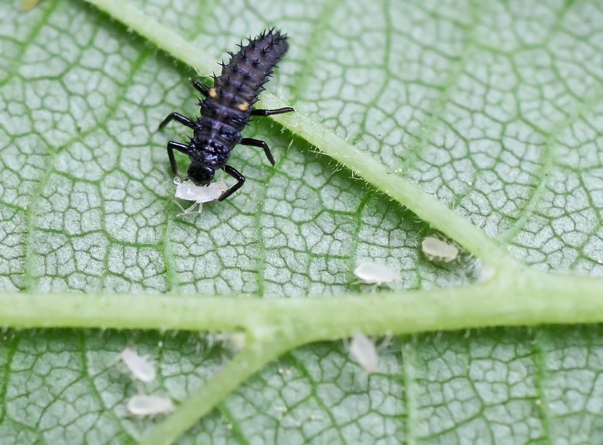 Harmonia axyridis - Wikipedia