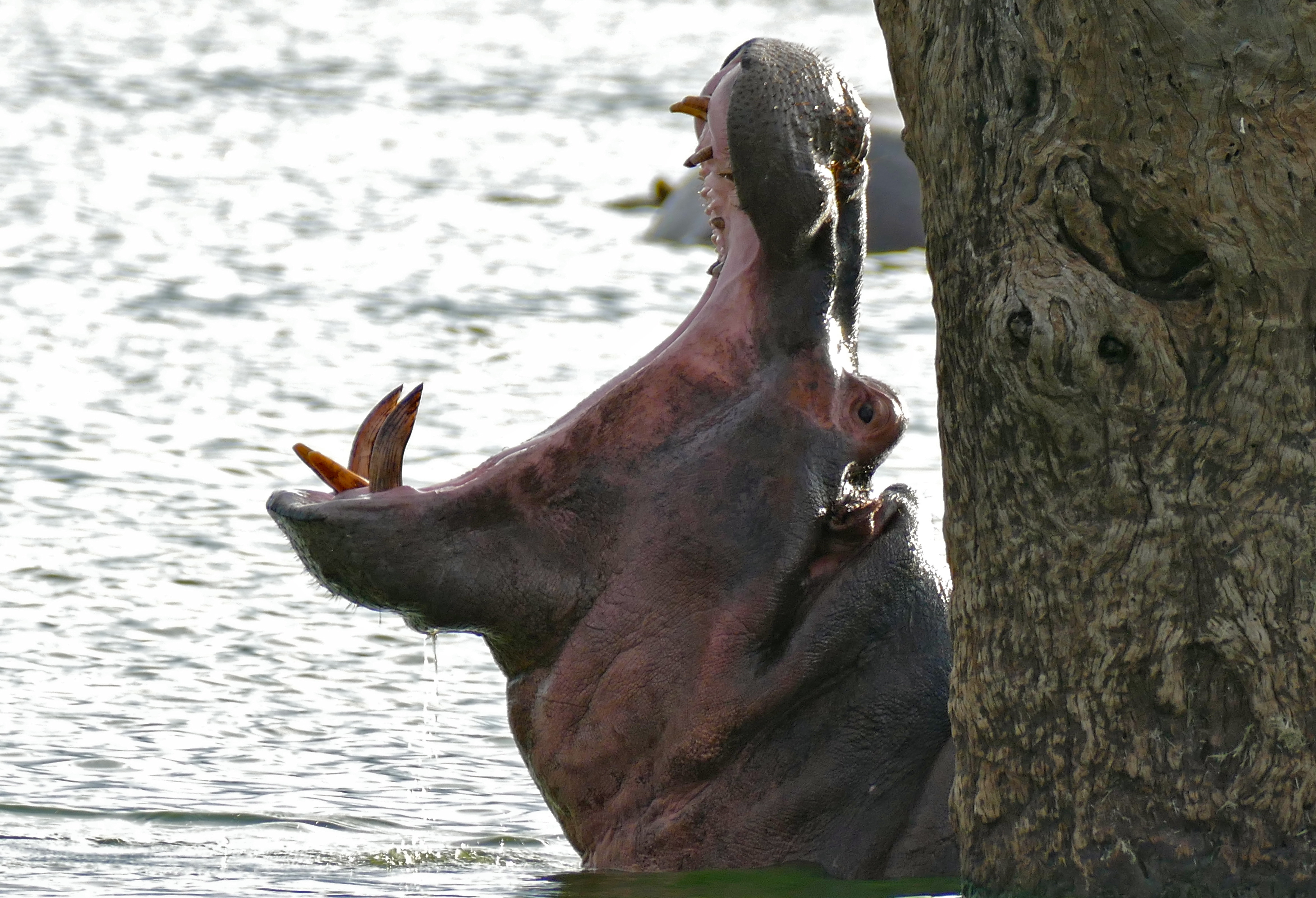 Hippo (Hippopotamus amphibius) with open mouth (16794933685).jpg