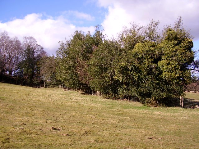 File:Holly hedge - geograph.org.uk - 1189580.jpg