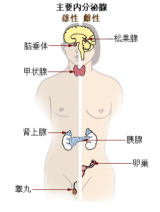 File:Illu endocrine system New zh.png