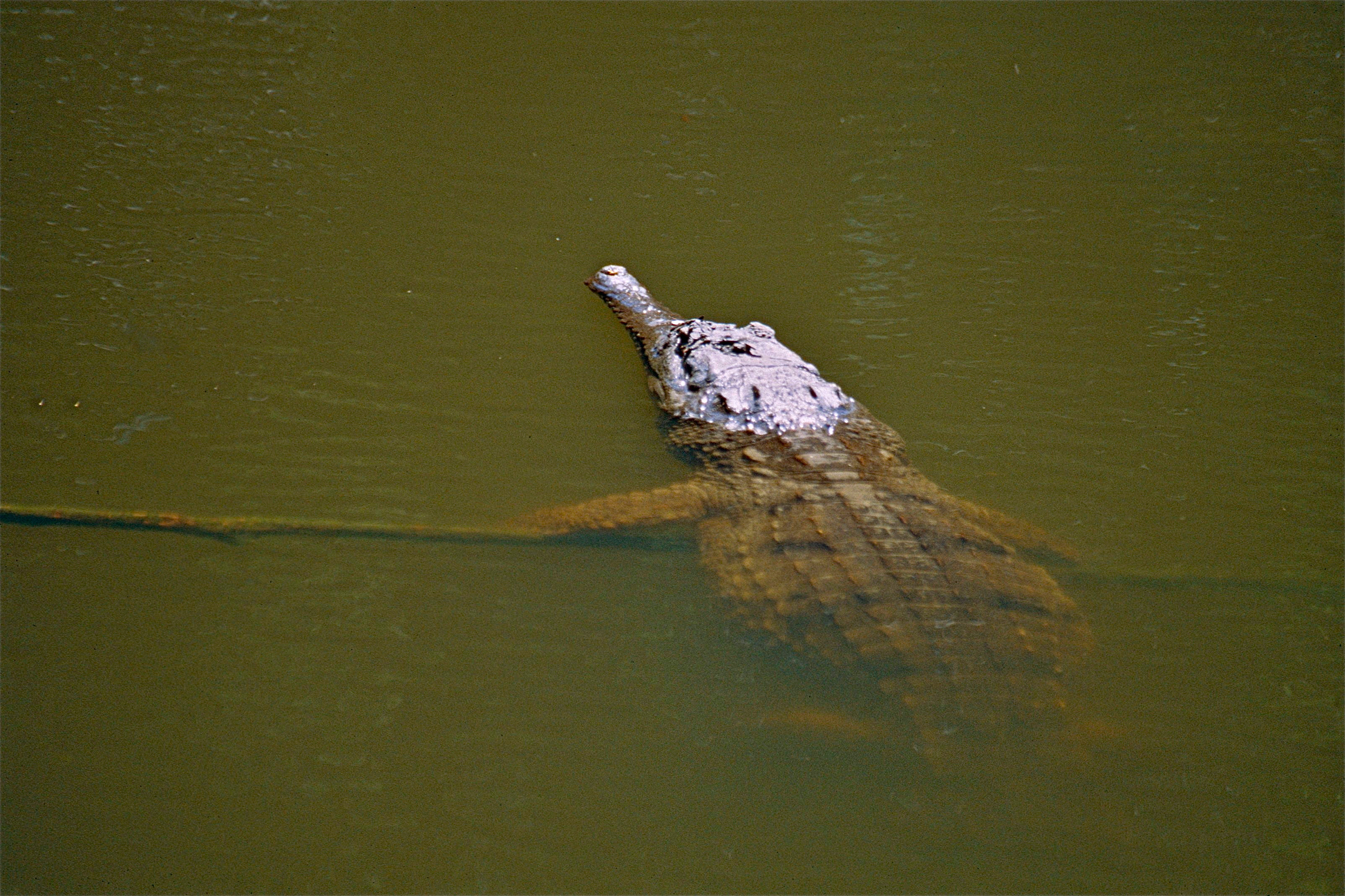 Johnson's Crocodile (Crocodylus johnsoni) (9998535426).jpg