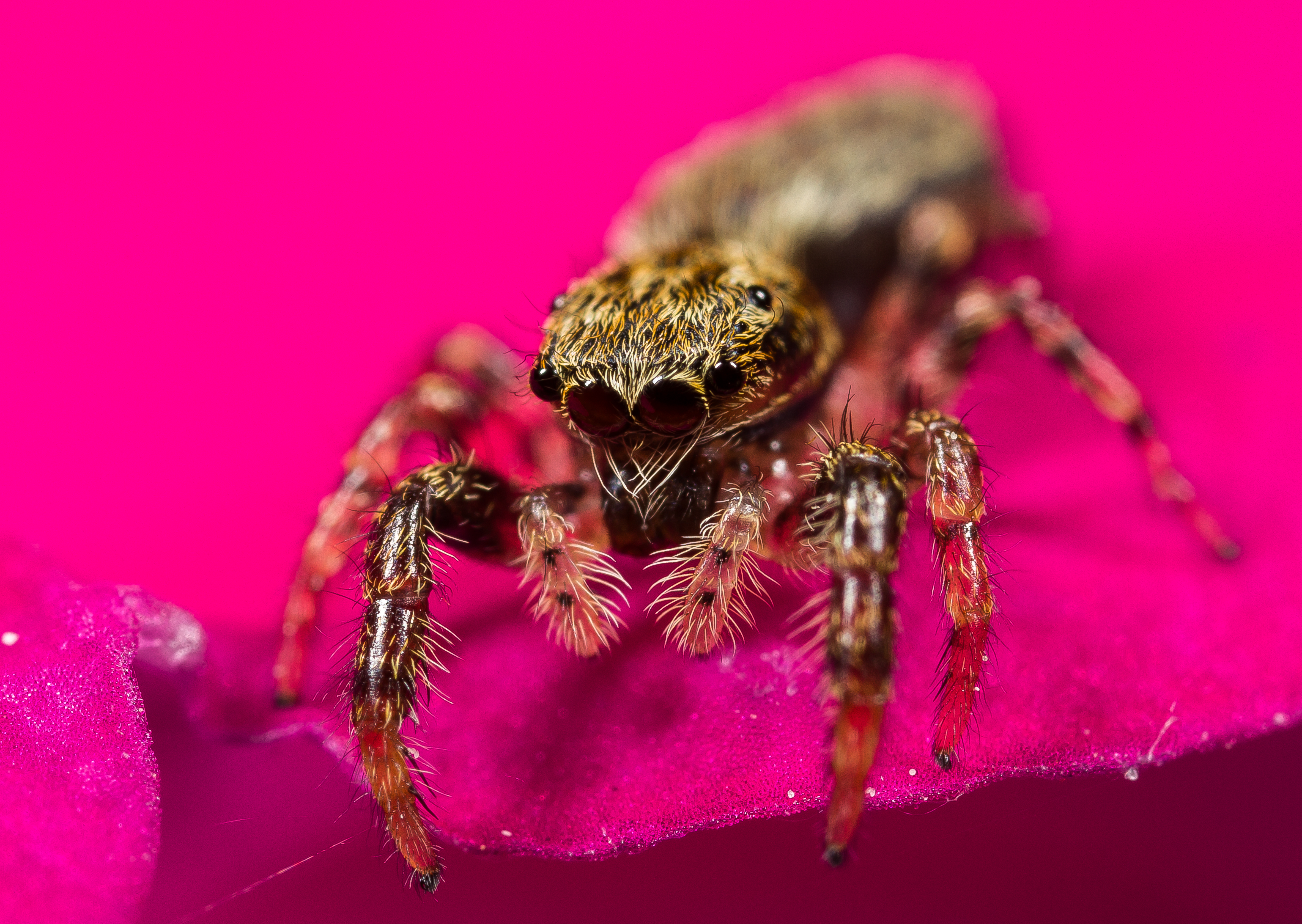 Spiders ii. Паук скакун красный. Паук 2. Паук 2 Хантер. Паук 2 метра.