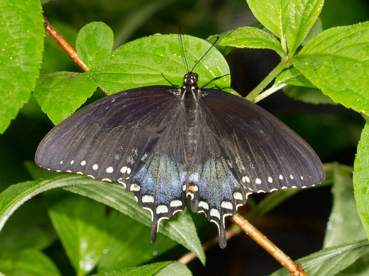 Blue Swallowtail Butterfly Facts 17