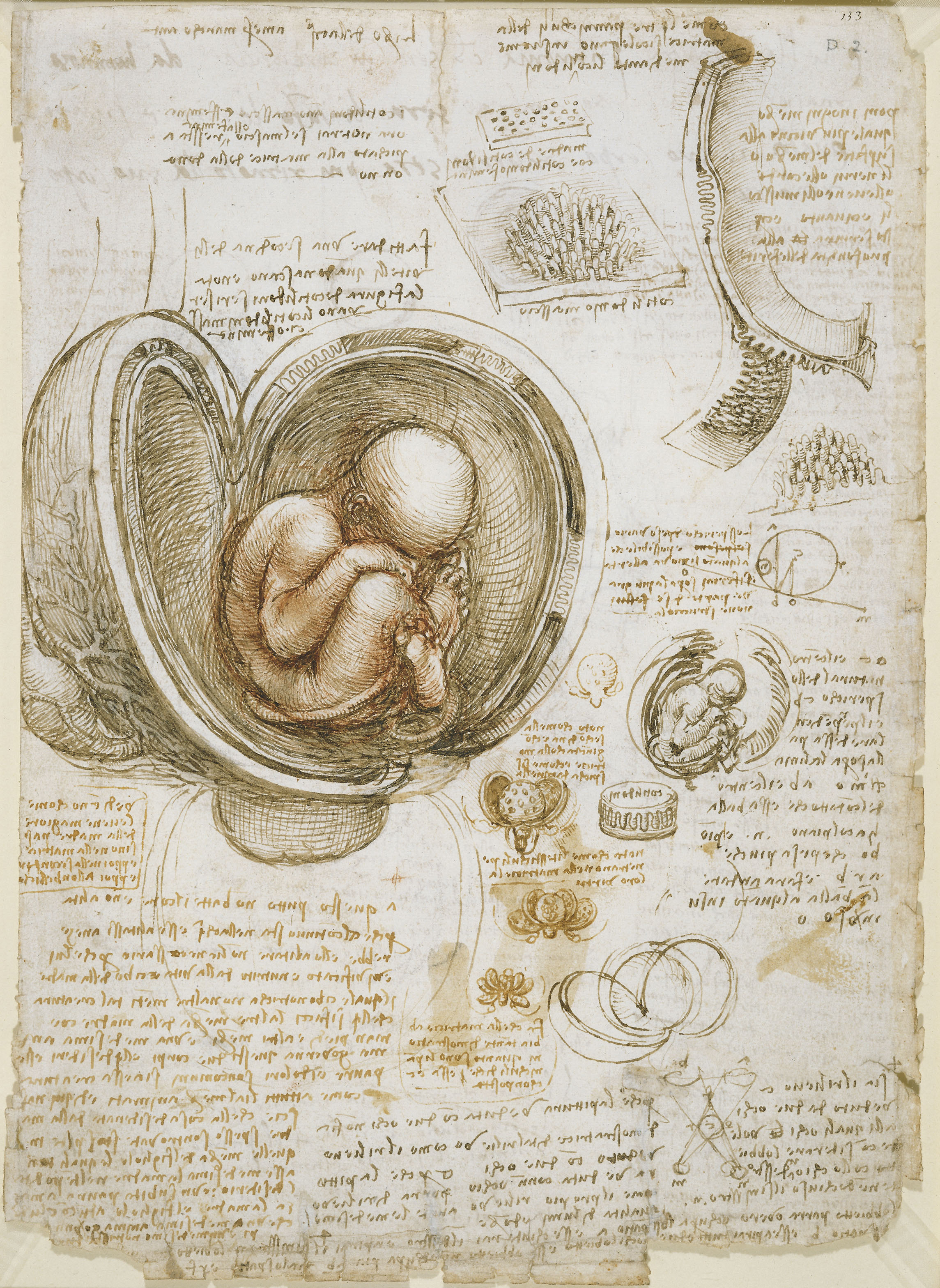 Leonardo da Vinci - Studies of the foetus in the womb