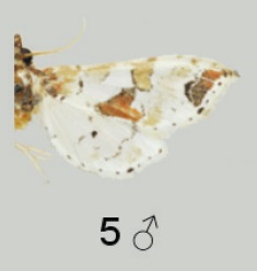 <i>Leucinodes kenyensis</i> Species of moth