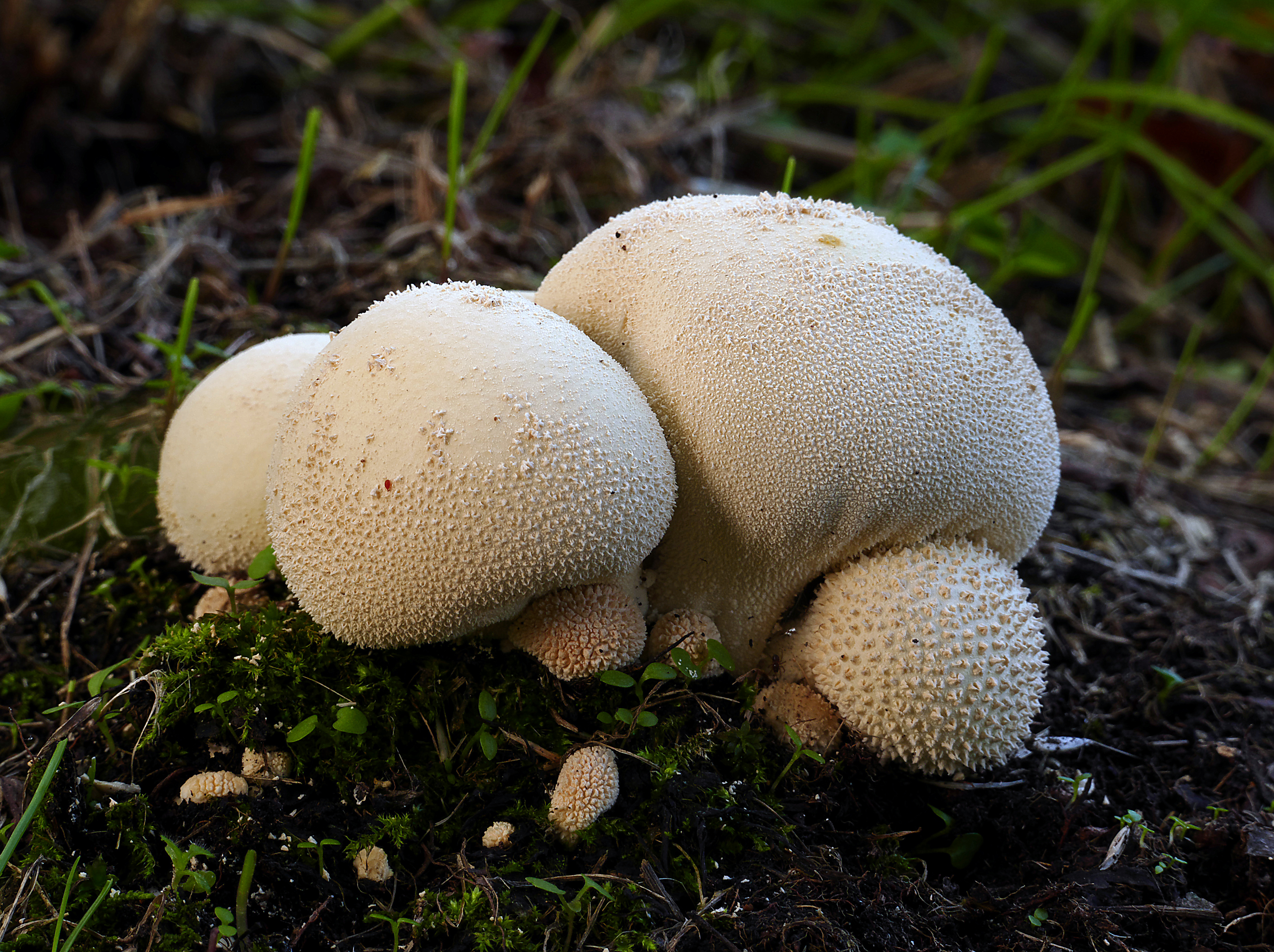 Съедобные ли грибы. Грибы дождевик (Lycoperdon pyriforme). Гриб дождевик шиповатый Луговой. Гриб дождевик шиповатый съедобный. Lycoperdon гриб.