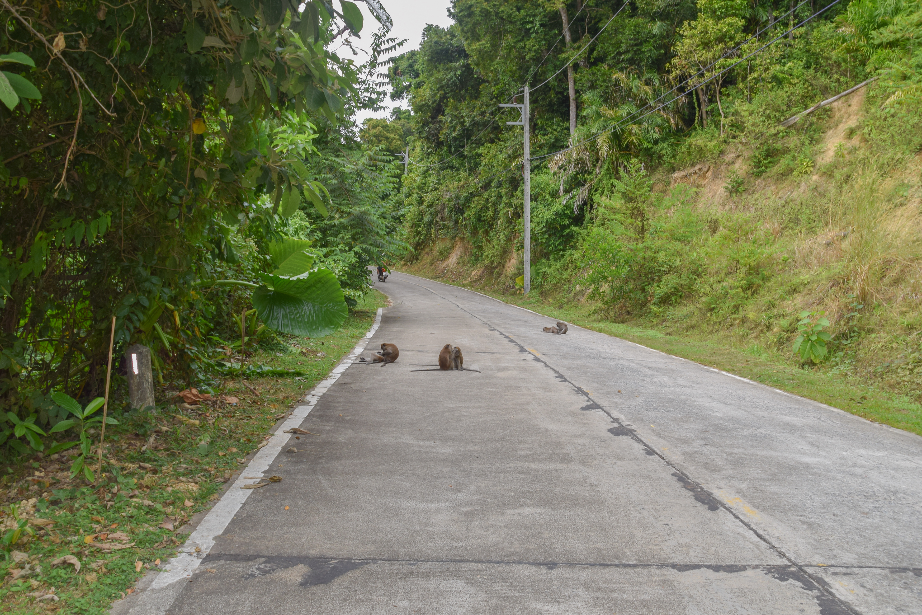 Main road in Ko Lanta (5).jpg