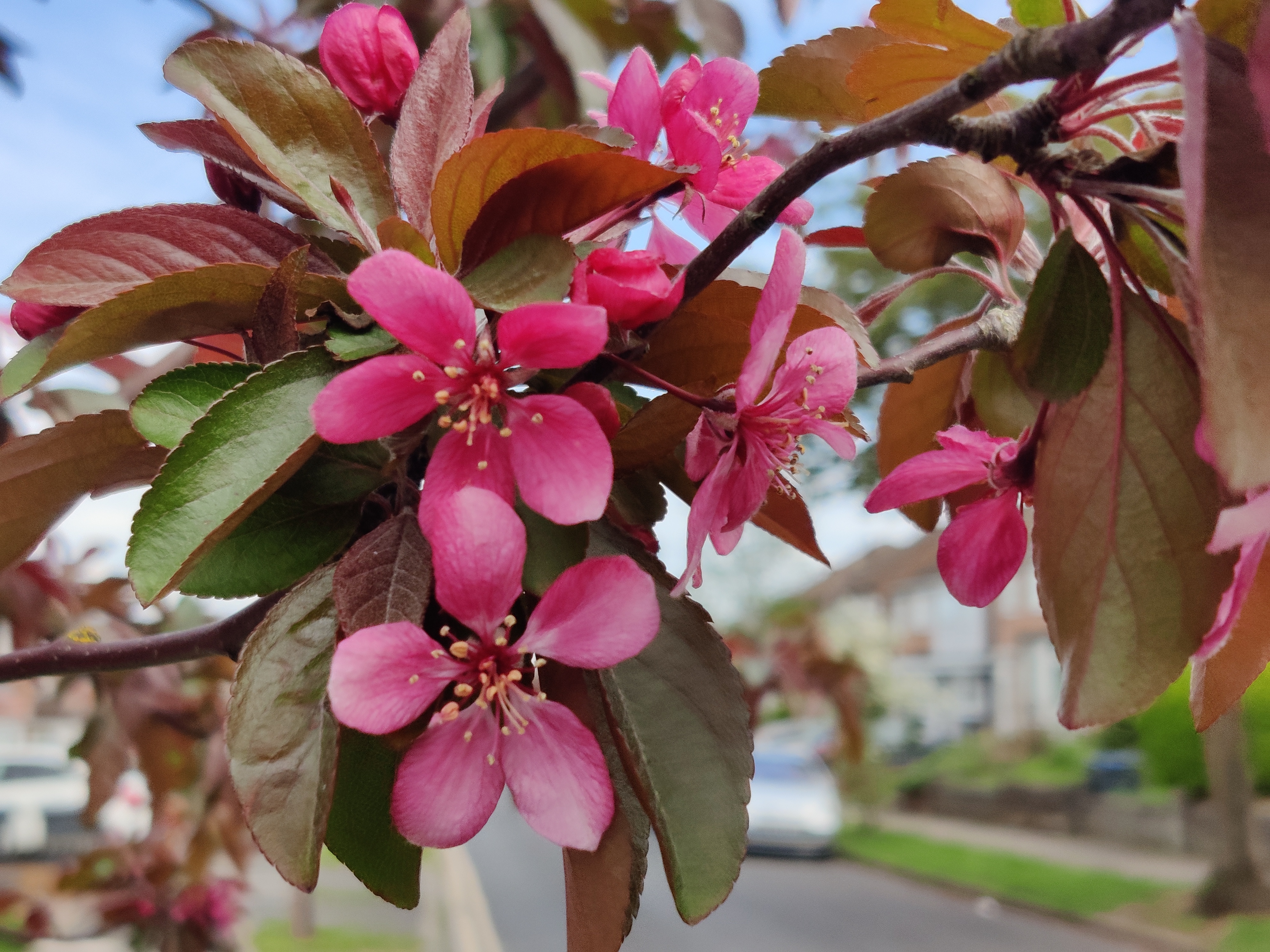 Malus Butterball Fruits С†РІРµС‚РєРё