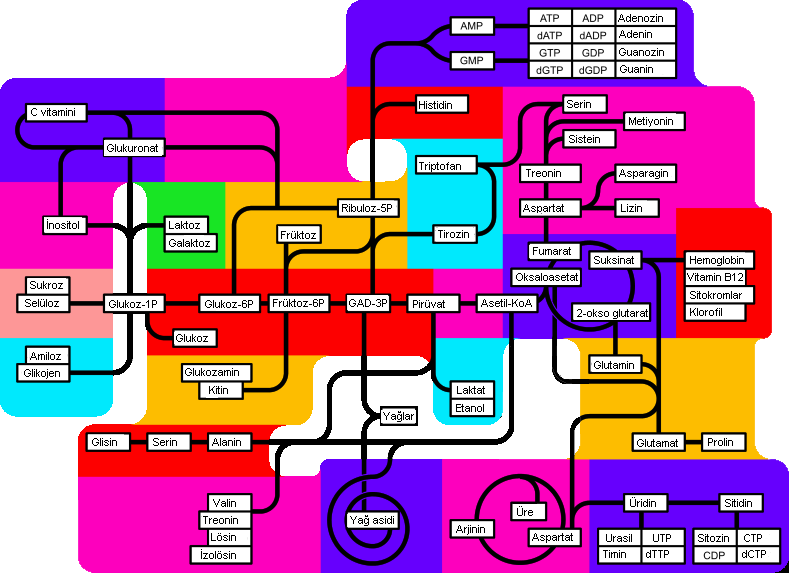 Image result for metabolic pathways