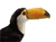 File:Mini toucan.png