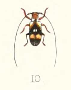 <i>Murosternum mocquerysi</i> Species of beetle