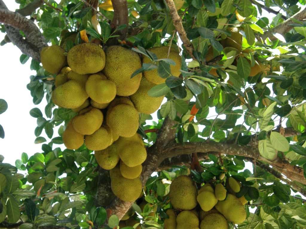 Cara Mudah Membuat Menanam Pohon Nangka  Agar Cepat dan 