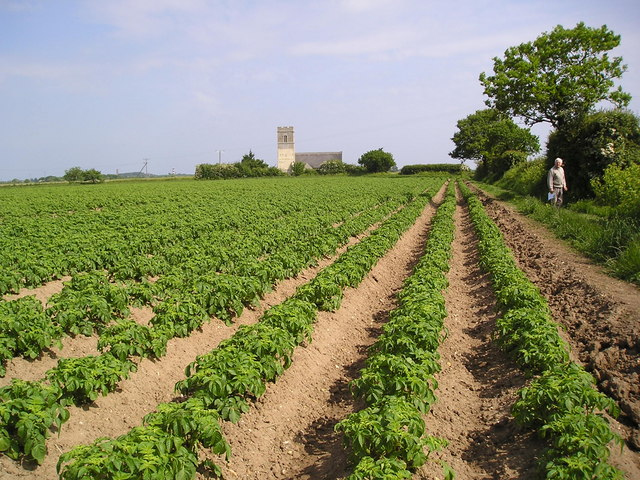 File:Norfolk potato field - geograph.org.uk - 180521.jpg