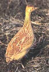 Lesser nothura Species of bird