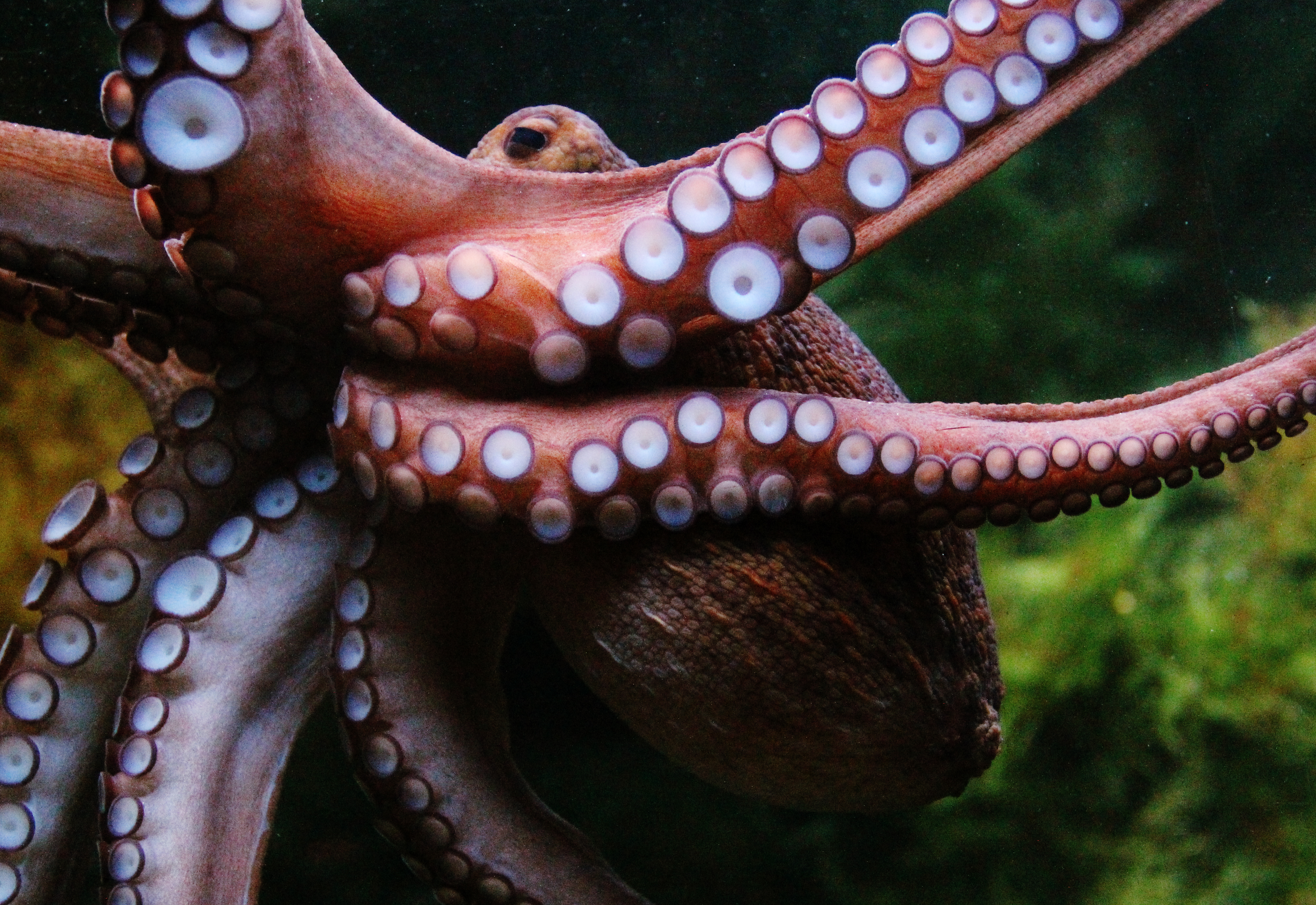 Otto the Octopus is an intelligent invertebrate who confounded humans