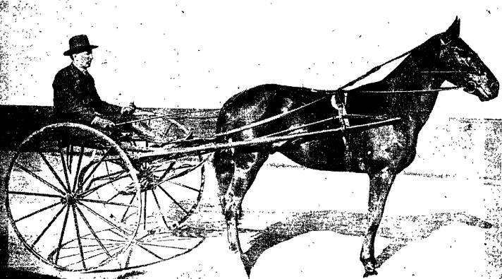 File:Owen McAleer of Los Angeles and his driving horse, Checkers, in 1905.png