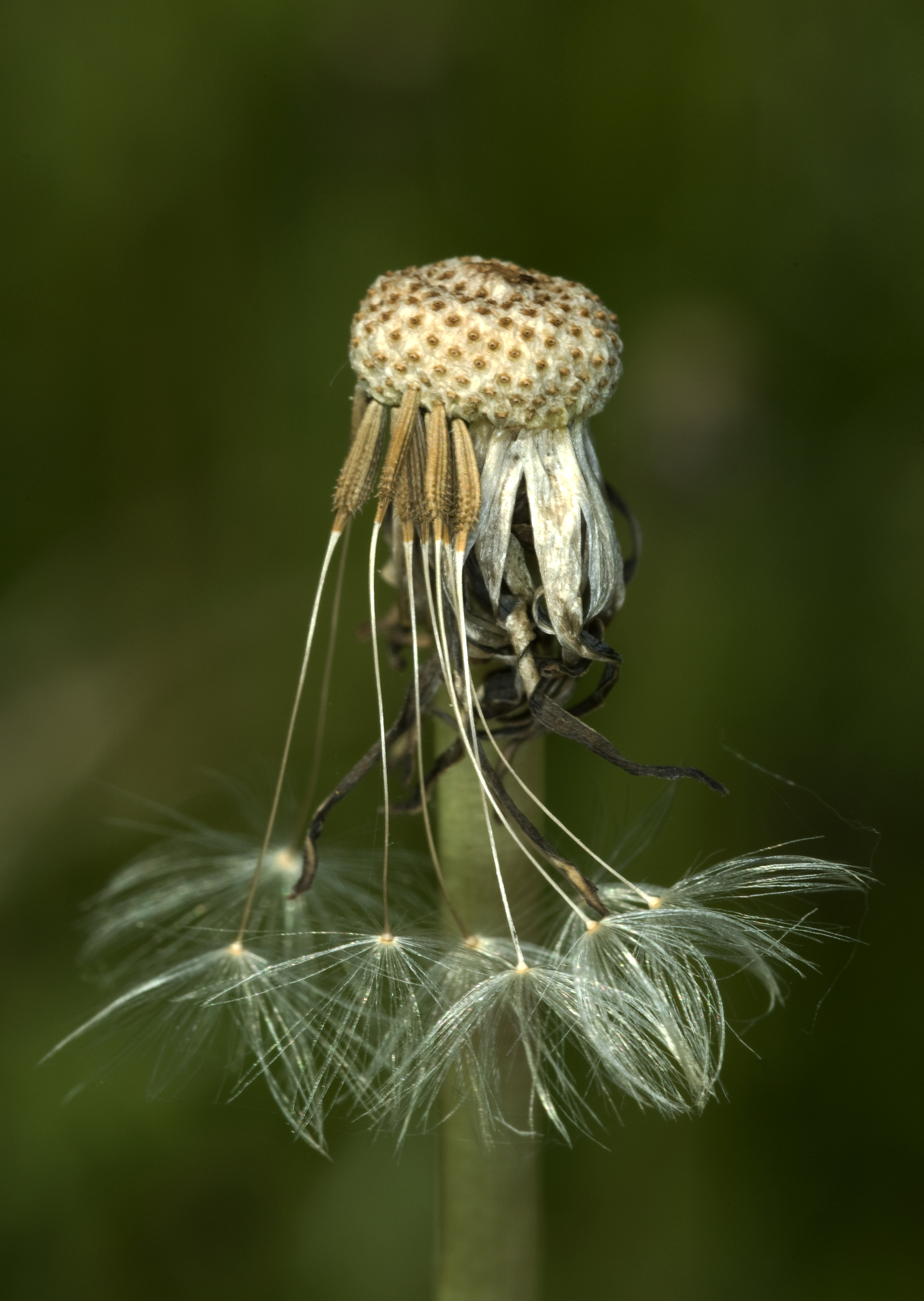 Dandelion seeds cling feebly to their stem - injury during exercise could lead to feebleness, as well. 