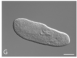 <i>Paramecium biaurelia</i> Species of parasitic protist