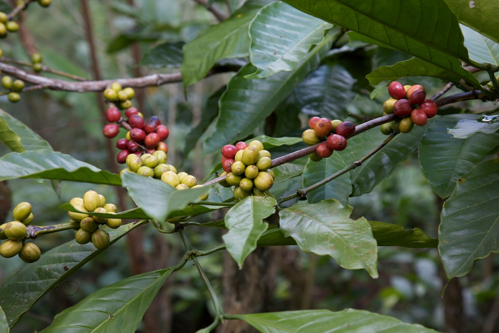 Кофе это фрукт. Кофейное дерево (Coffea). Кофейное дерево Арабика ягоды. Кофе Арабика растение. Кофейное дерево Канефора.