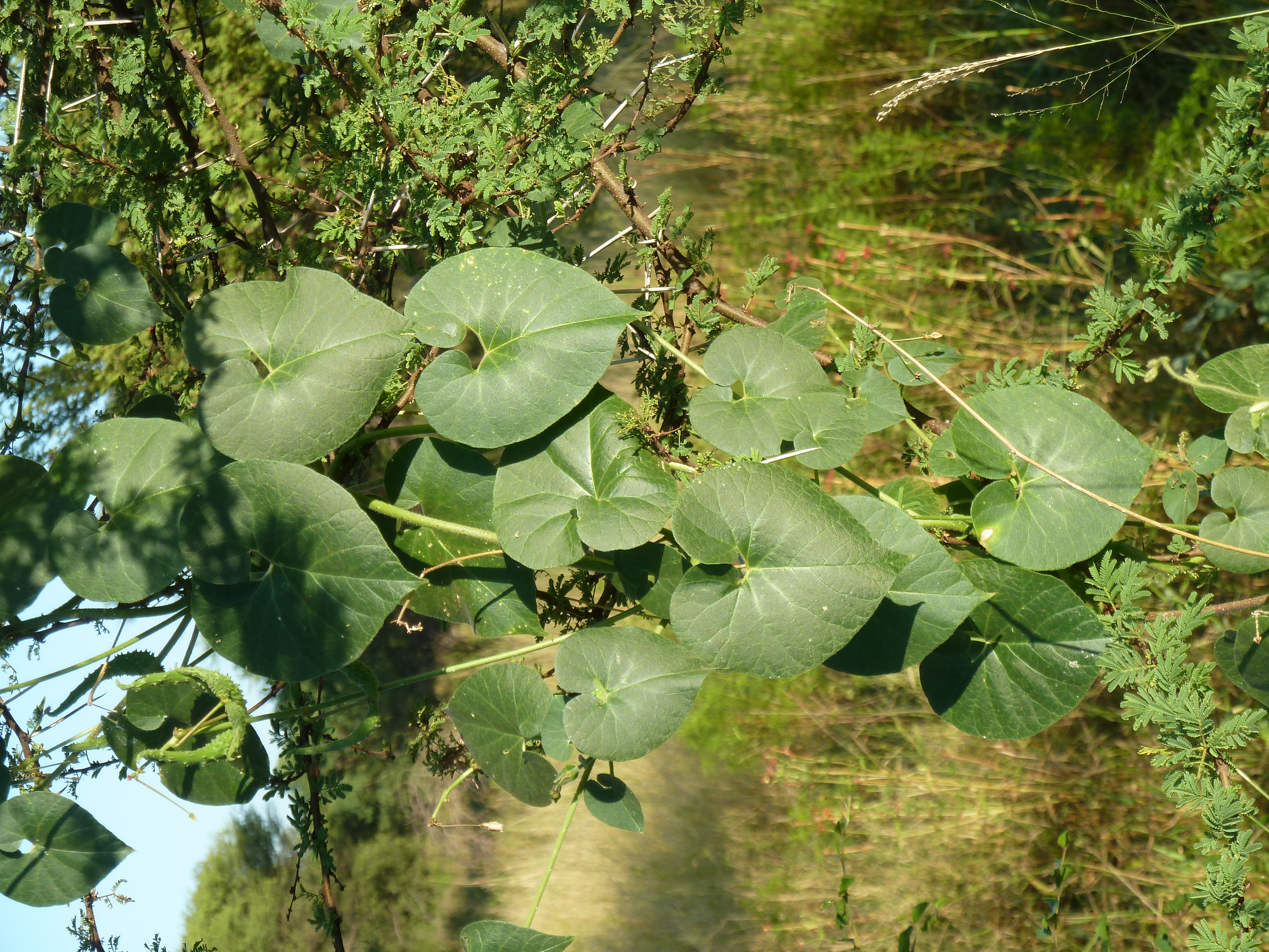 Xylopia aethiopica — Wikipédia