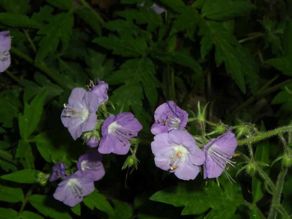 Phacelia bipinnatifida.jpg. w:en:Special:Contributions/Halpaugh. d:Special:...