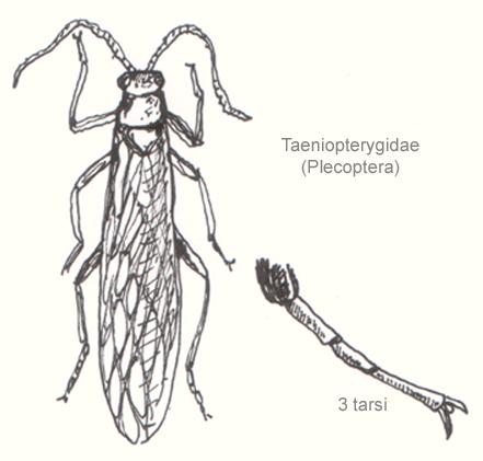 File:Plecoptera-taeniopterygidae.png