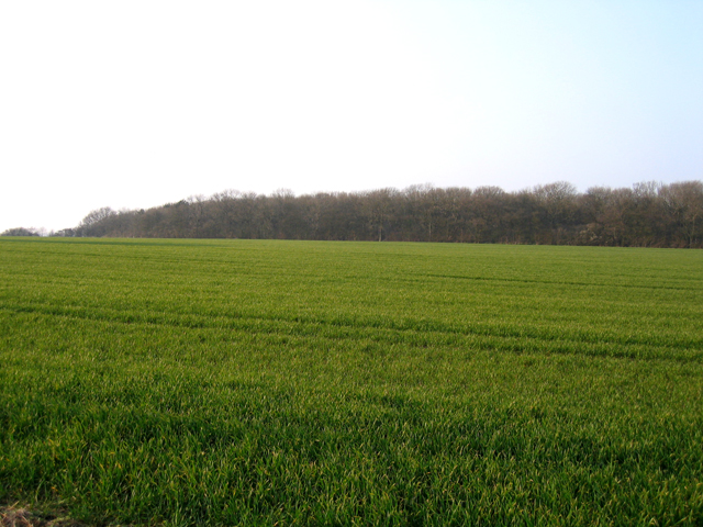 Potton Wood, Potton, Beds - geograph.org.uk - 386820