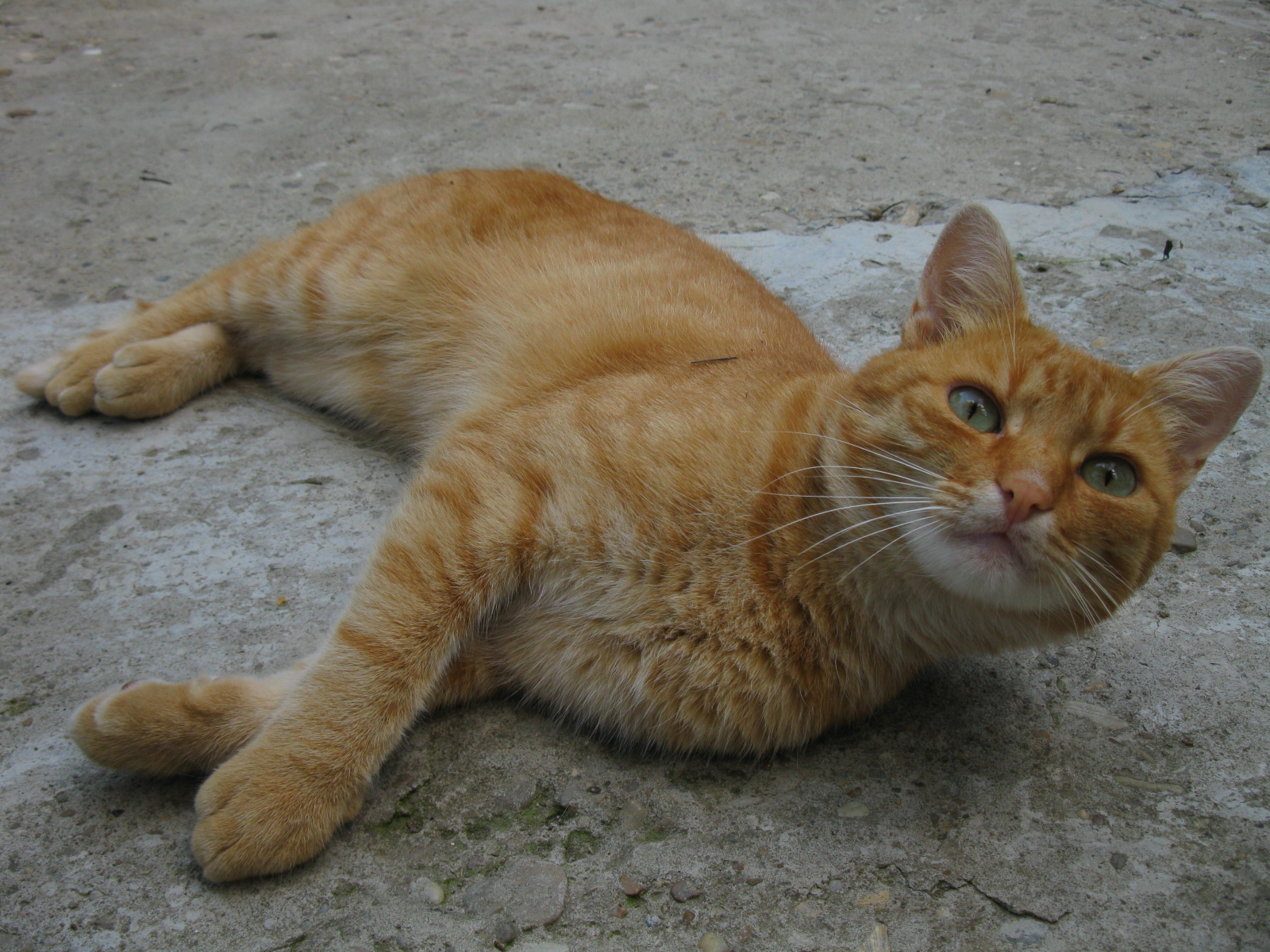 orange mackerel tabby cat