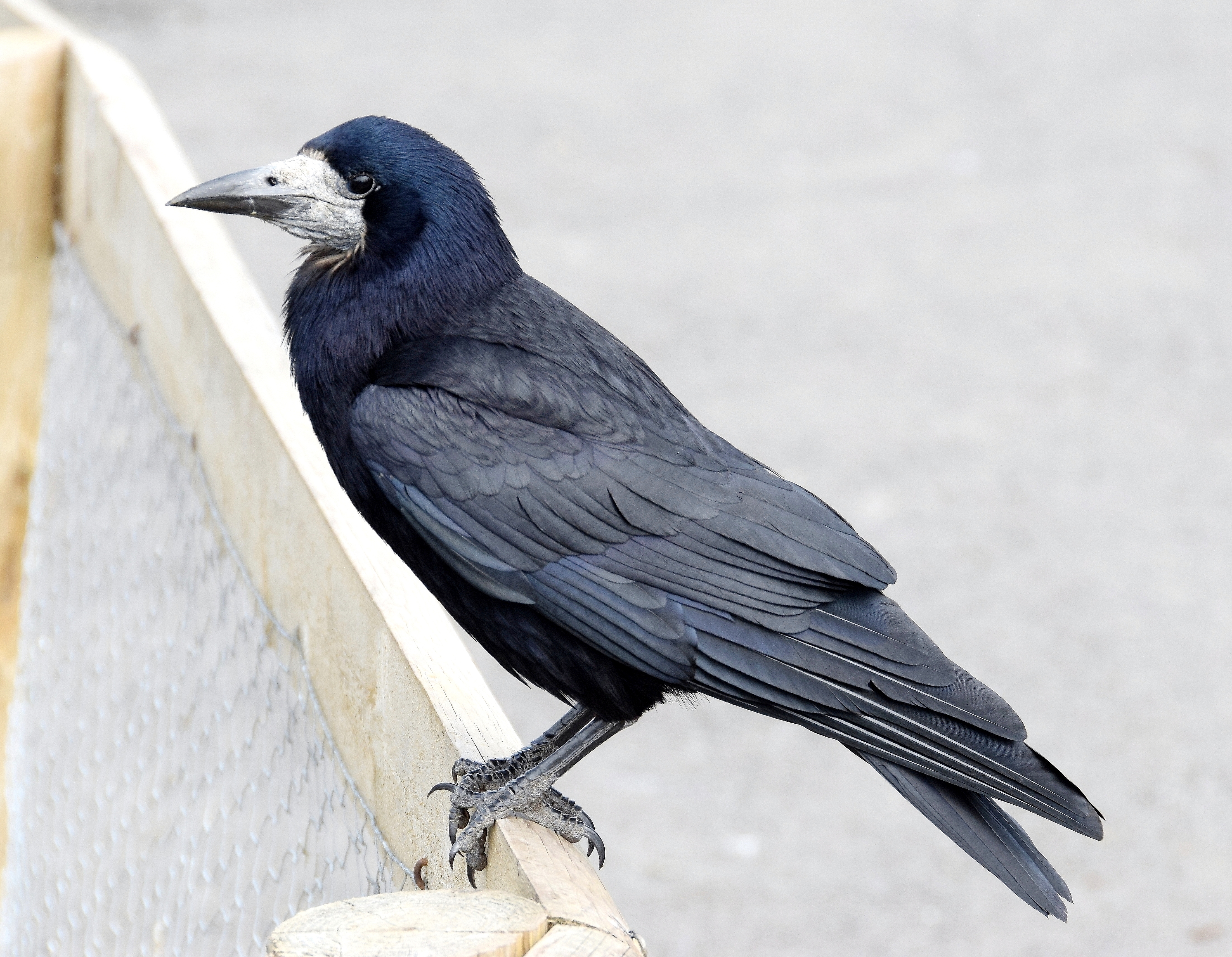 Rook, Bird Identification Guide