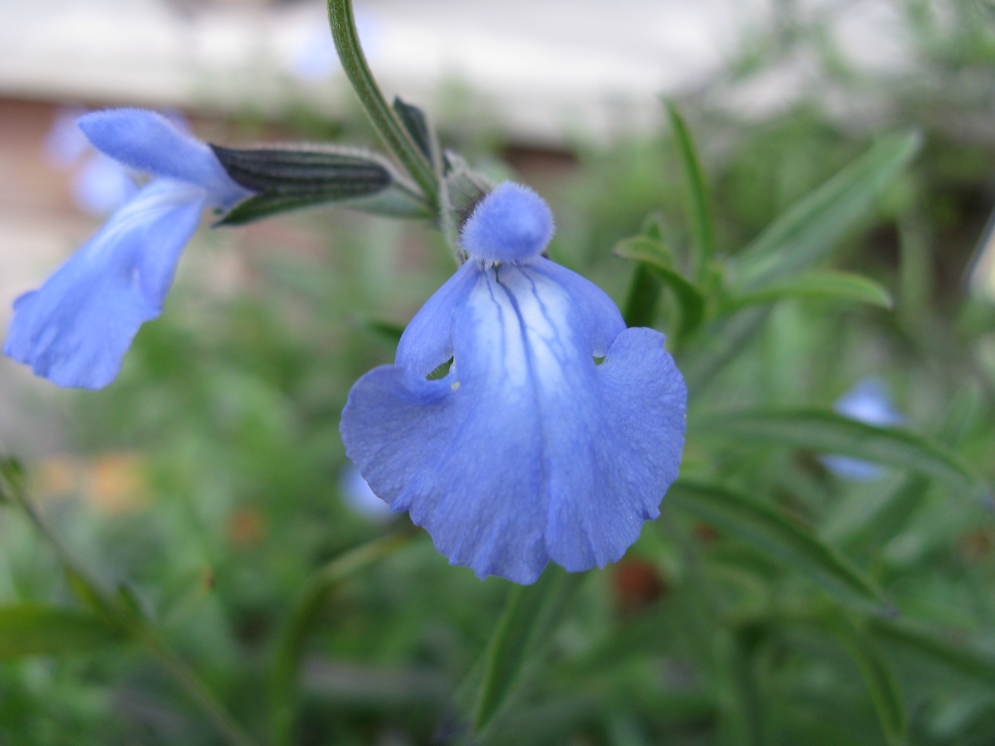 Salvia azurea with it light blue flowers