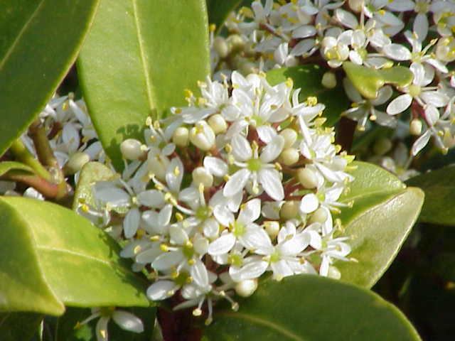 File:Skimmia reevesiana1.jpg