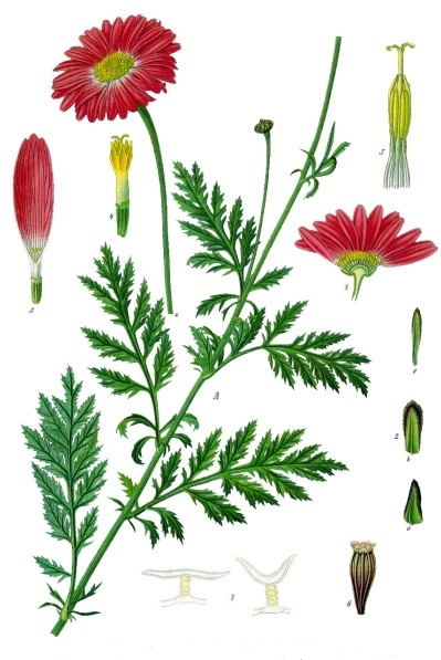 File:Tanacetum coccineum - Köhler–s Medizinal-Pflanzen-035.jpg - Wikipedia