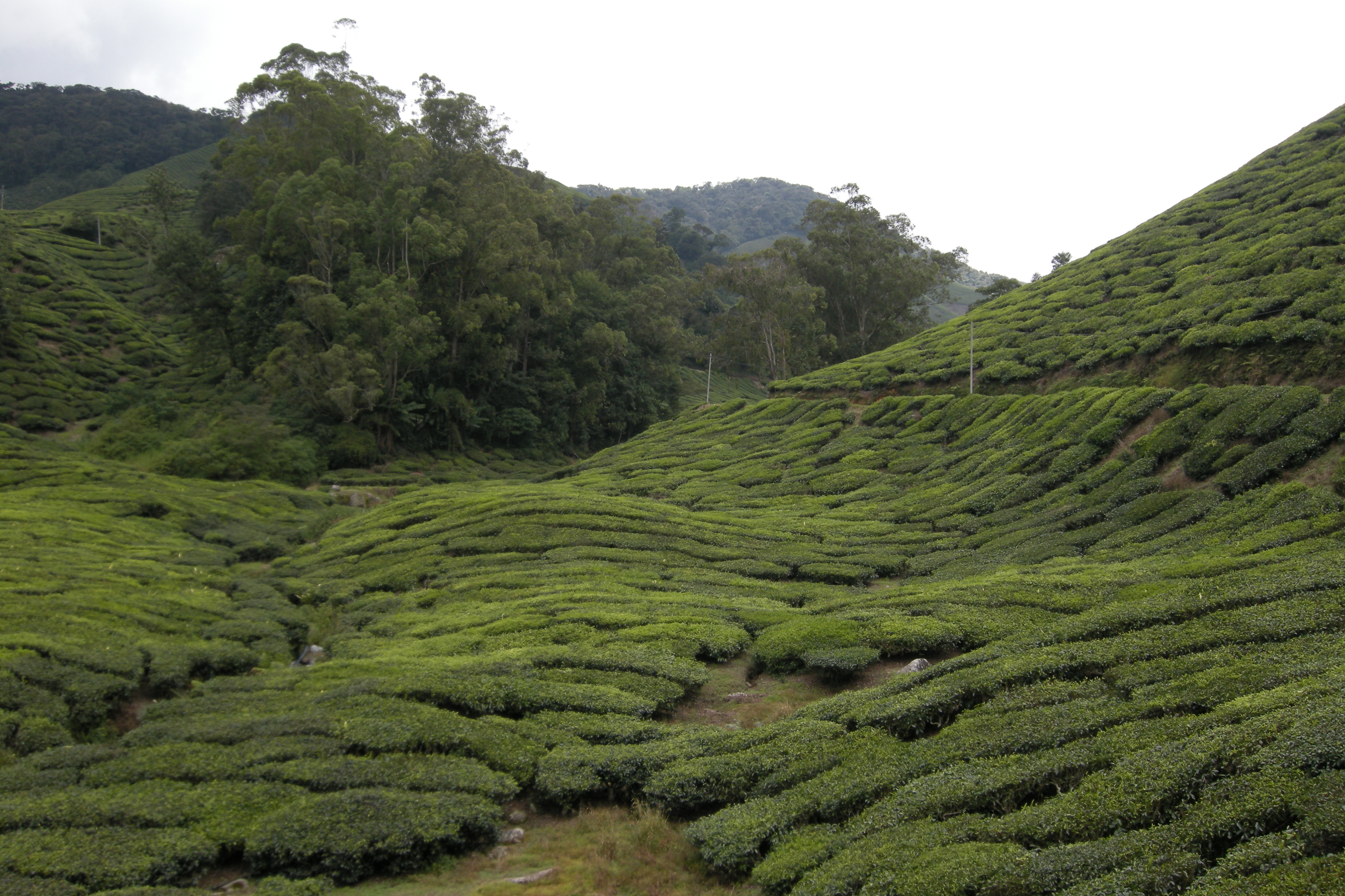 A Serene Escape to Cameron Highlands Tea Plantation