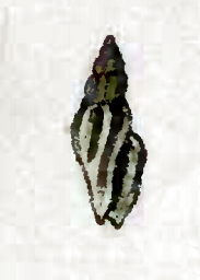 <i>Tenaturris merita</i> Species of gastropod