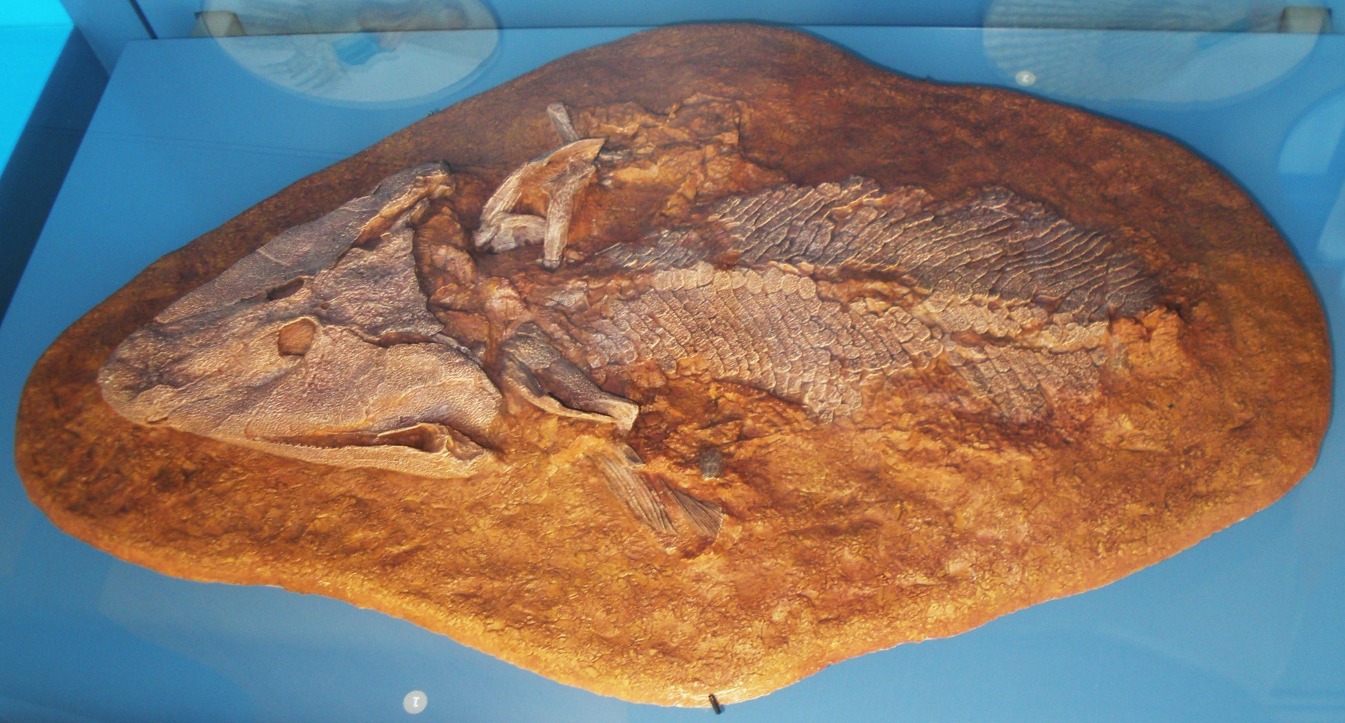 File:Tiktaalik  - Wikimedia Commons