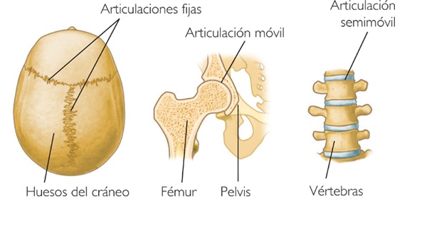 Novedad Glosario Infidelidad Archivo:Tipos de articulaciones.jpg - Wikilibros