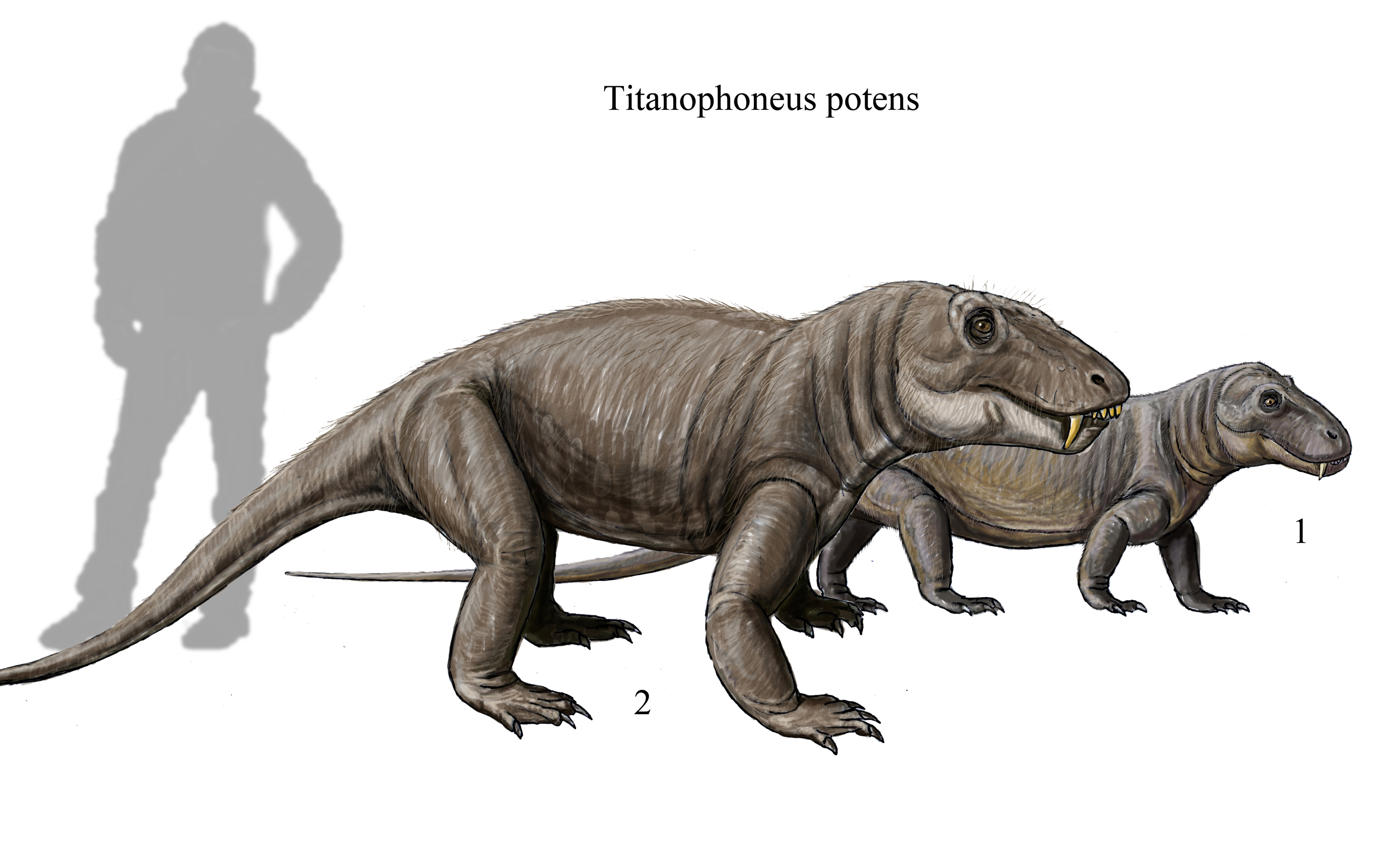 File:Titanophoneus chart2 DB15.jpg - Wikipedia