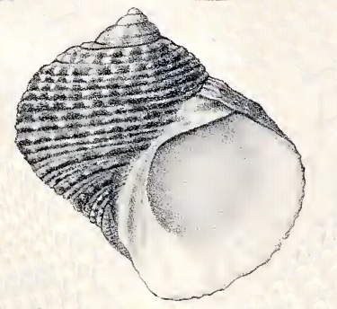 File:Turbo funiculosus 001.jpg